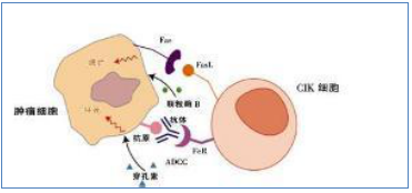 惊喜!2018肿瘤免疫细胞治疗新进展,坐标
