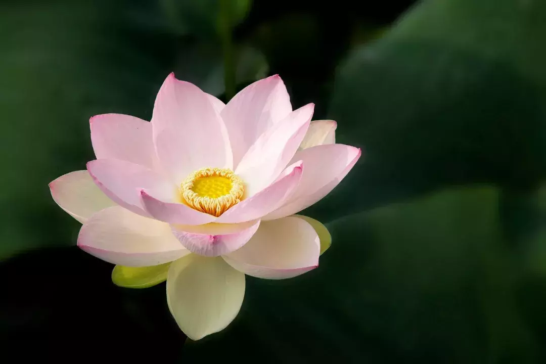 这个夏季,热情似火:8首古诗词诗意盎然!-第2张图片-非凡网 这个夏季,热情似火:8首古诗词诗意盎然!-第2张图片-非凡网