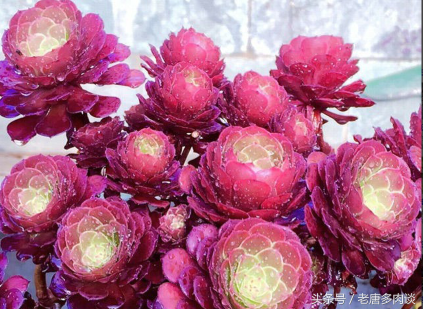 多肉植物法师品种介绍之铜壶