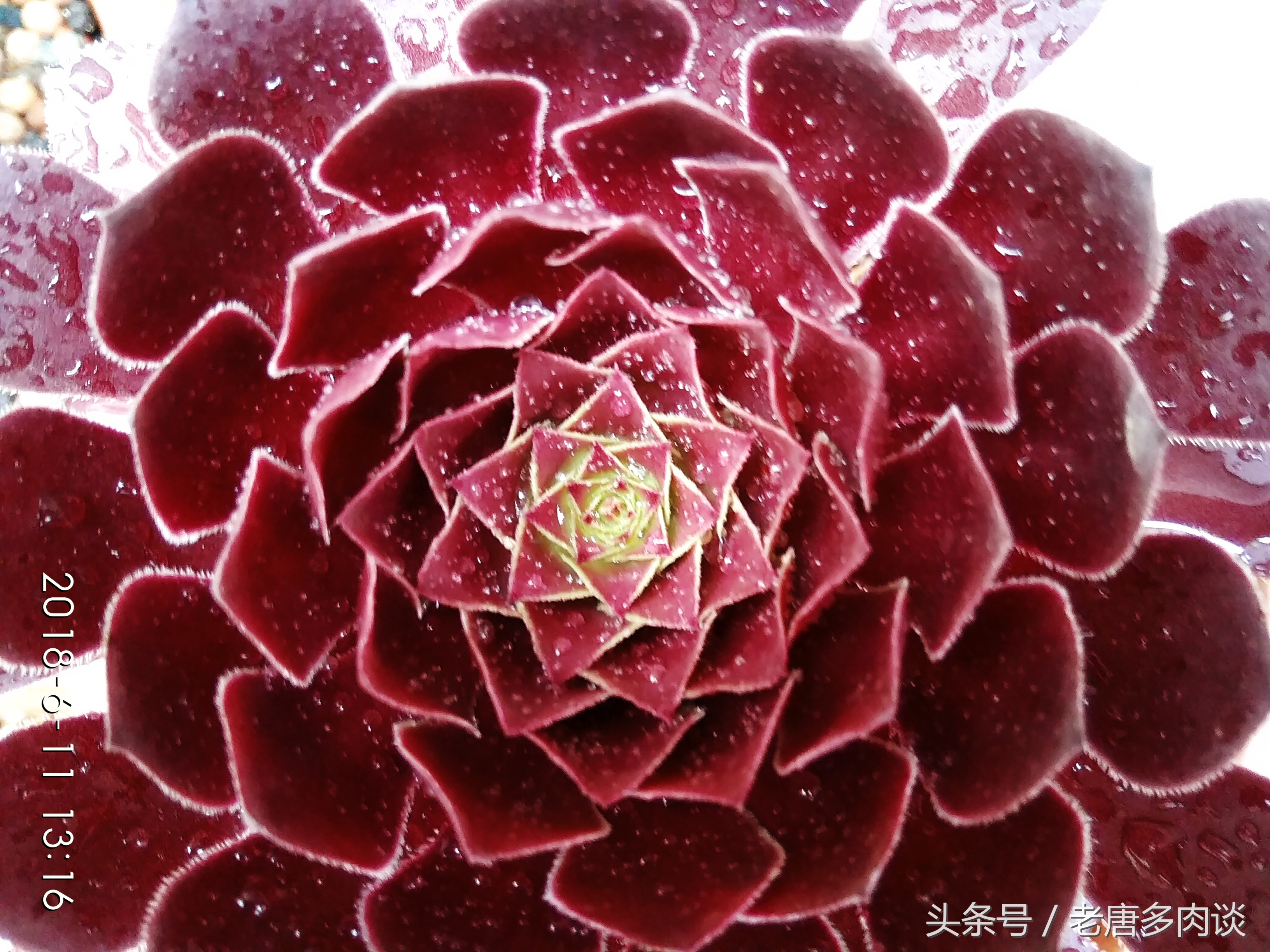 多肉植物法师品种介绍之铜壶