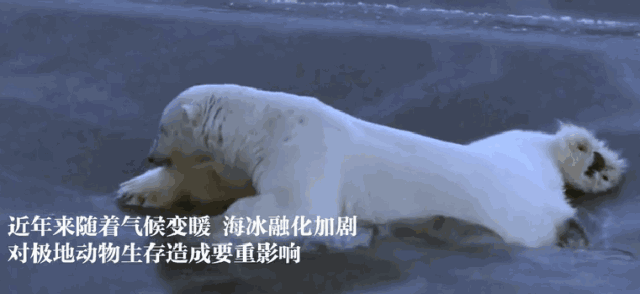 哭了！北极圈罕见32℃高温，北极熊或在40年内迎来灭绝