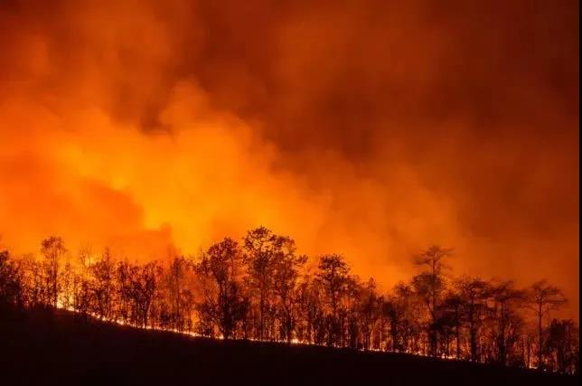 哭了！北极圈罕见32℃高温，北极熊或在40年内迎来灭绝