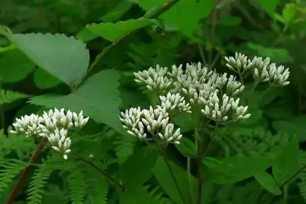 立秋:暑去凉来,一叶知秋!-第6张图片-非凡网 立秋:暑去凉来,一叶知秋!-第6张图片-非凡网