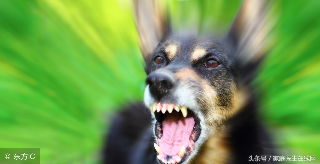 狂犬病致死率100%！感染了狂犬病，可能会有这4个表现