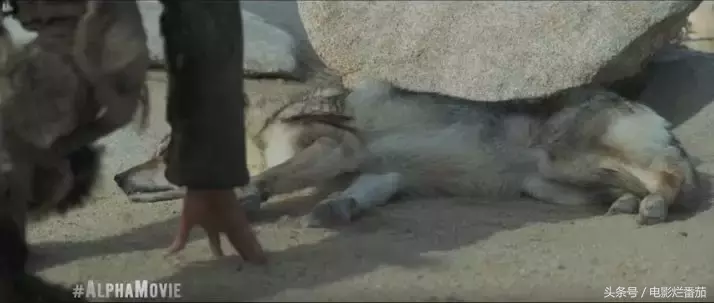 这部电影告诉你,世界上第一条狗是怎么诞生的?