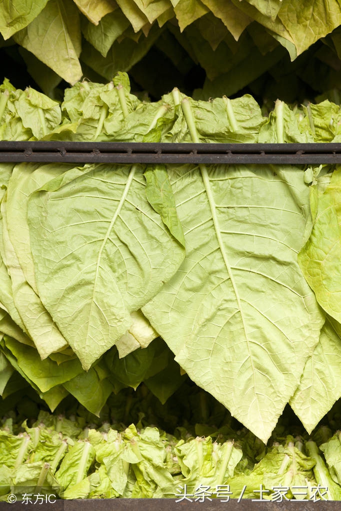 黄金叶香烟价格表,黄金叶香烟价格表大全