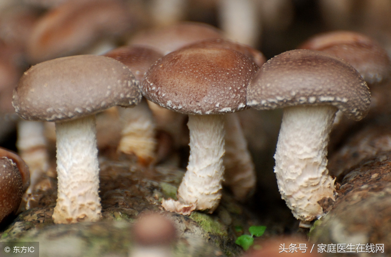 脾胃好就吃嘛嘛香，这5种食物，可是健脾胃的“法宝”