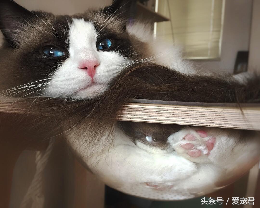 猫咪是液体吗，为何猫咪喜欢把自己，藏在一些不可思议的地方