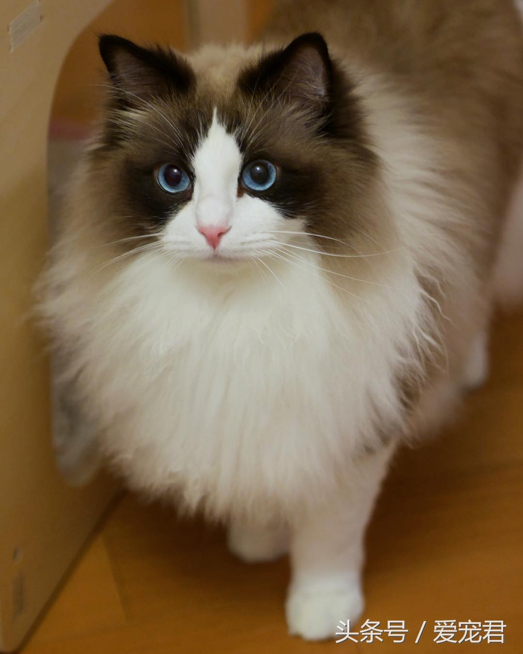 猫咪是液体吗，为何猫咪喜欢把自己，藏在一些不可思议的地方