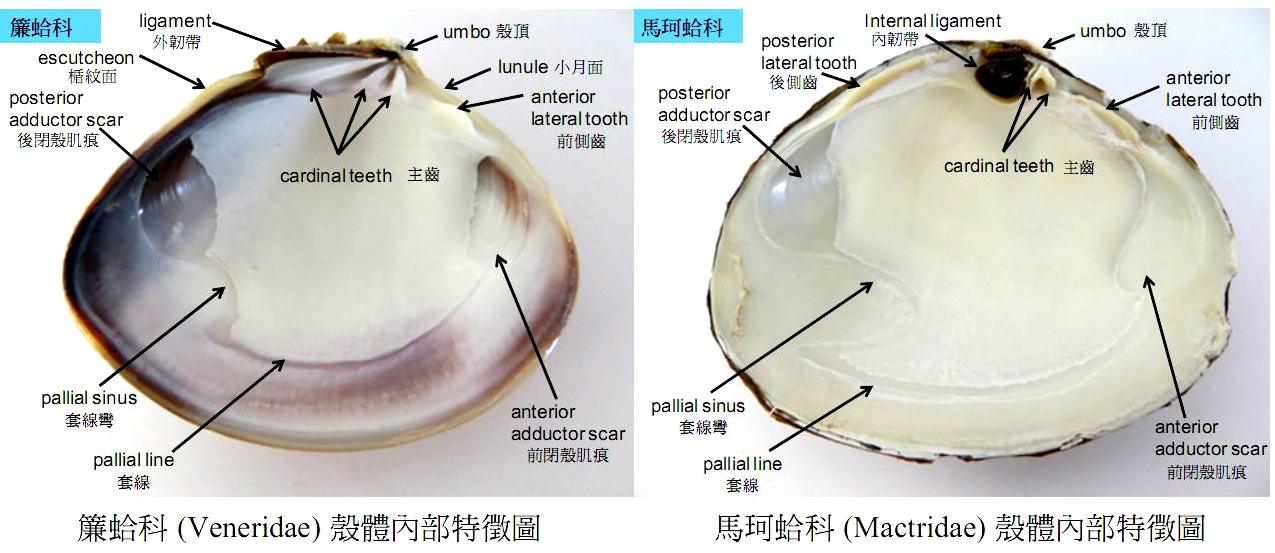 沿海旅行知識(shí)1，關(guān)于各種貝類(lèi)的名字、區(qū)別、產(chǎn)地、吃法（上）