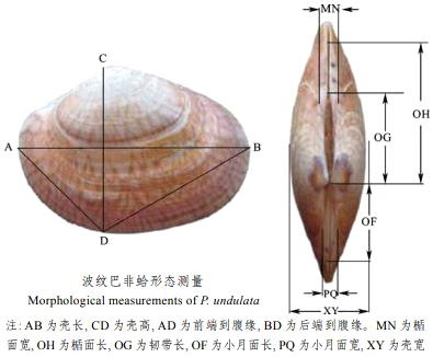 沿海旅行知識(shí)1，關(guān)于各種貝類(lèi)的名字、區(qū)別、產(chǎn)地、吃法（上）