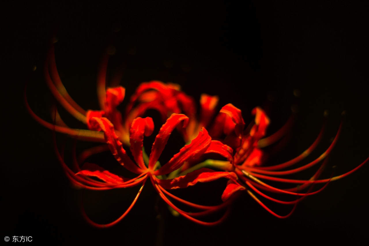 彼岸花的悲语——只见花,不见叶,生生相错!