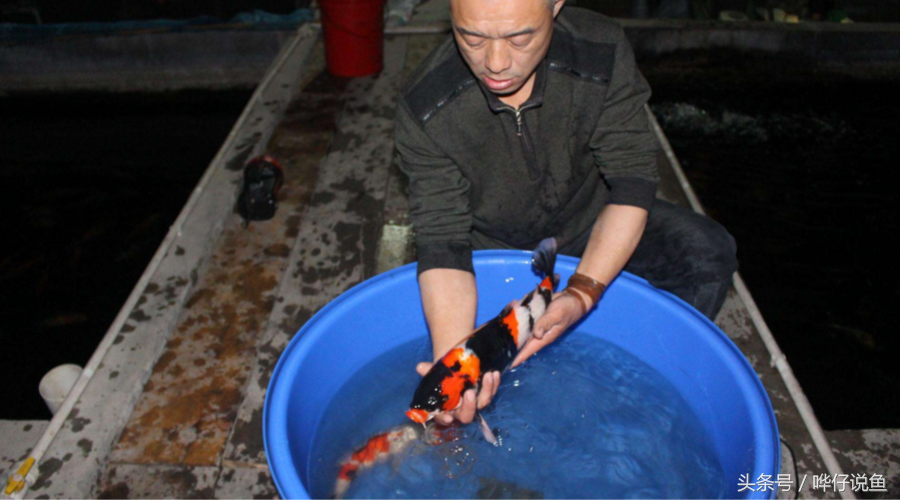 到底怎么才能把锦鲤鱼种活？十年养魚工作经验，化为一个极致回答