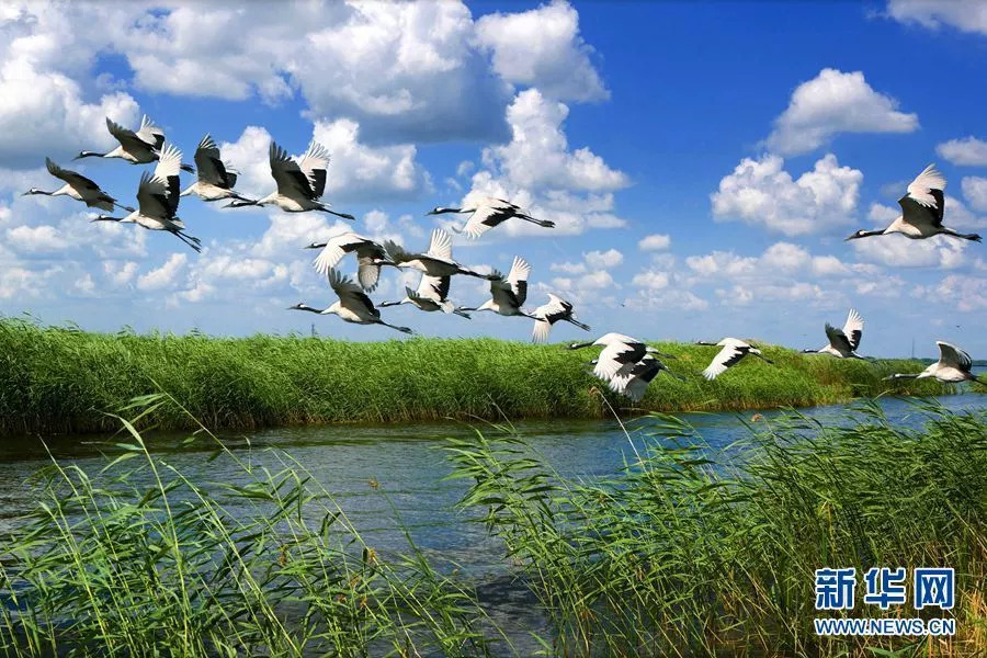 丹顶鹤故乡赏鹤舞