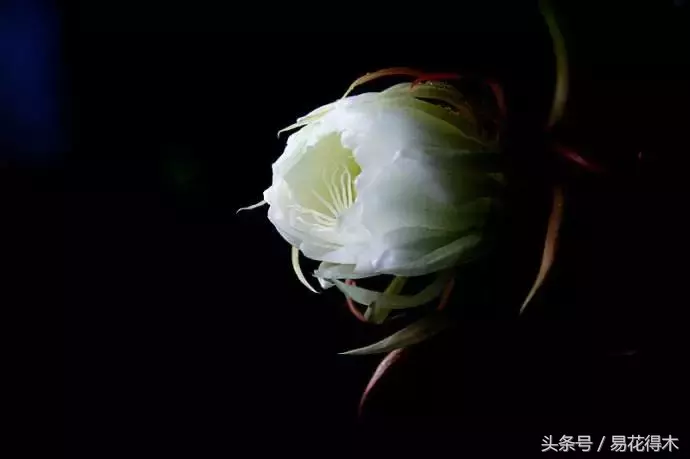 昙花一年可以开6次花,靠不靠谱?