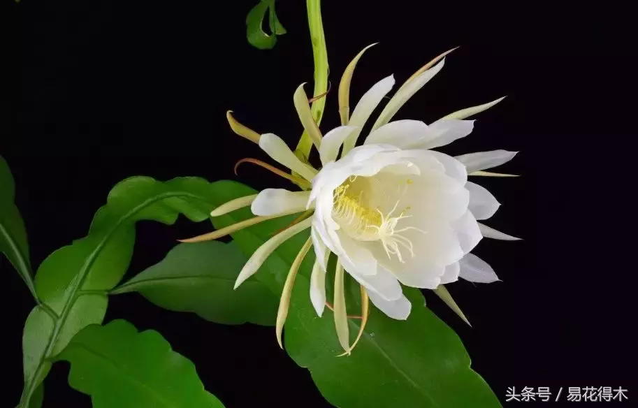 昙花一年可以开6次花,靠不靠谱?