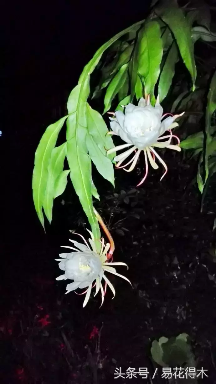 昙花一年可以开6次花,靠不靠谱?