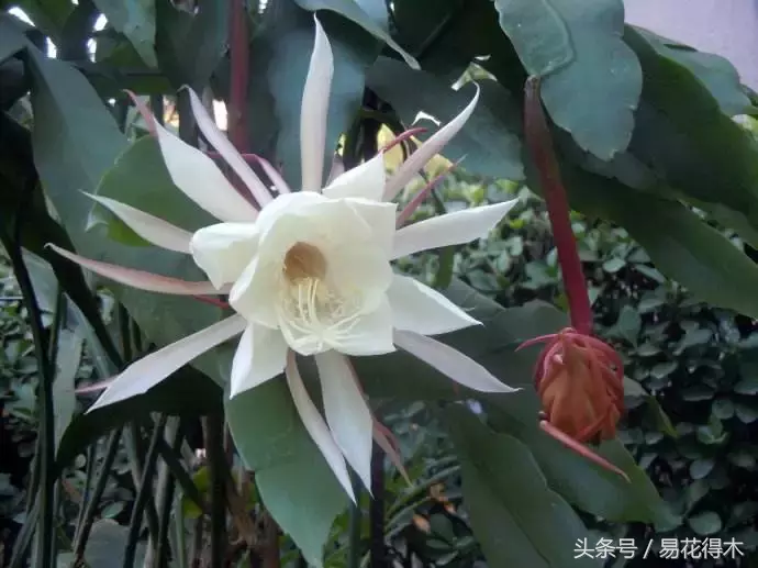 昙花一年可以开6次花,靠不靠谱?