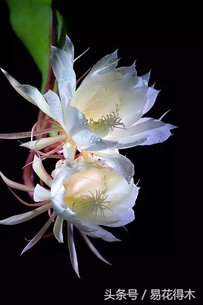 昙花一年可以开6次花,靠不靠谱?
