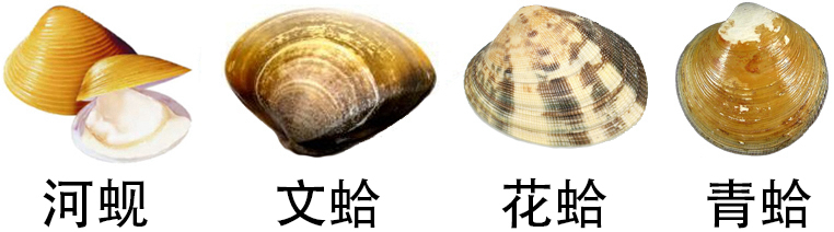 关于各种贝类的名字区别产地吃法上