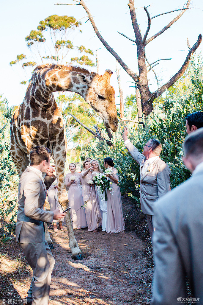 New personality south Africa pats marriage gauze to illuminate " add trouble to " giraffe " grab lens to send a surprise "