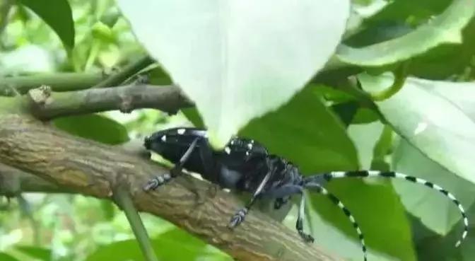 柑橘十大害虫的危害方式、防治方法,这篇