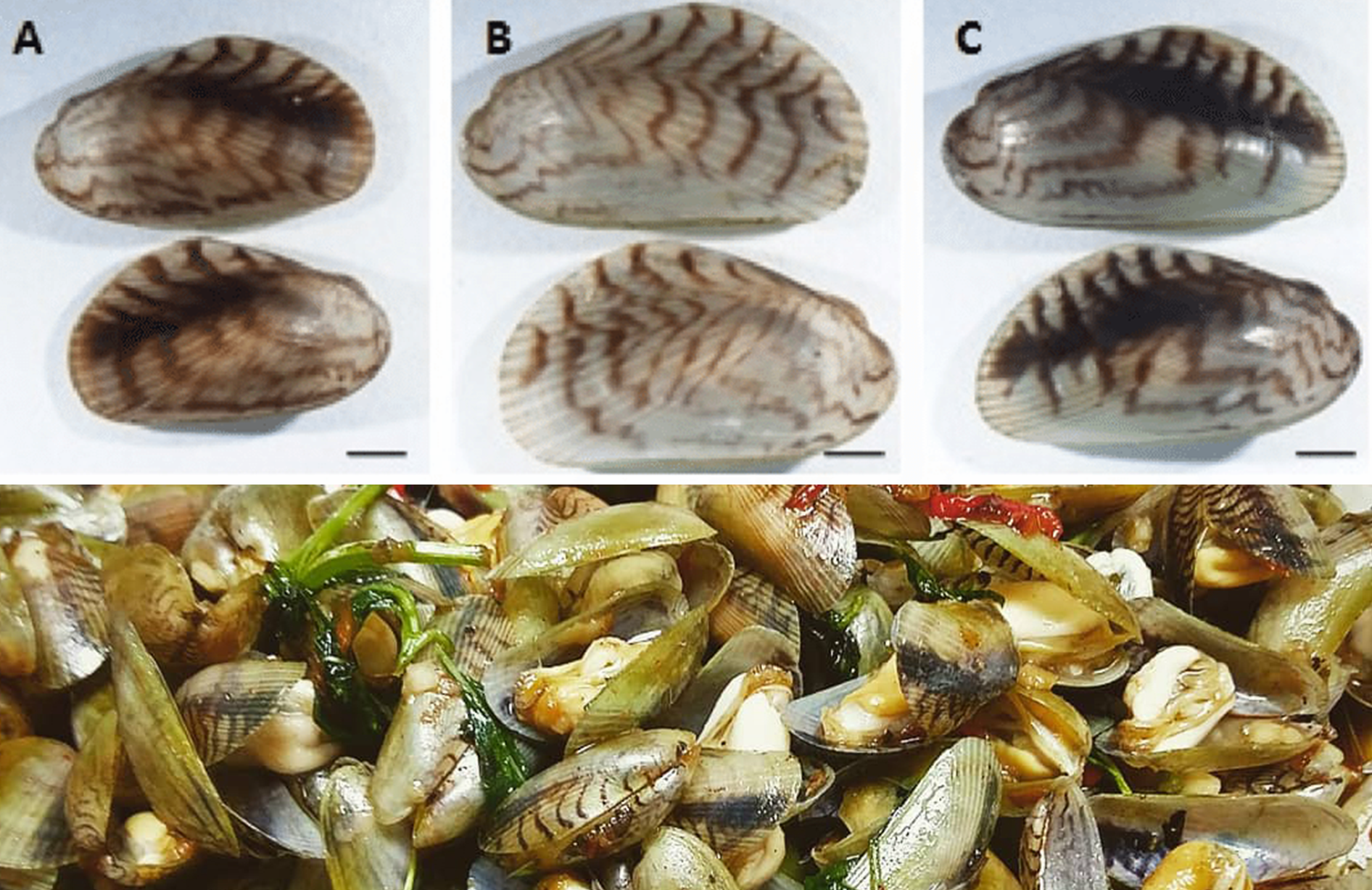 关于各种贝类的名字区别产地吃法下