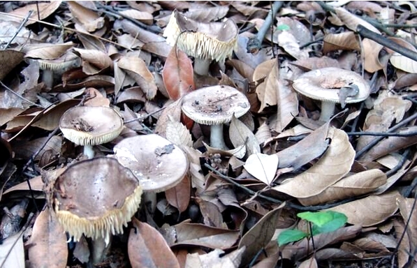 野生蘑菇别乱采 警惕夏秋季中毒“主打款”亚稀褶红菇