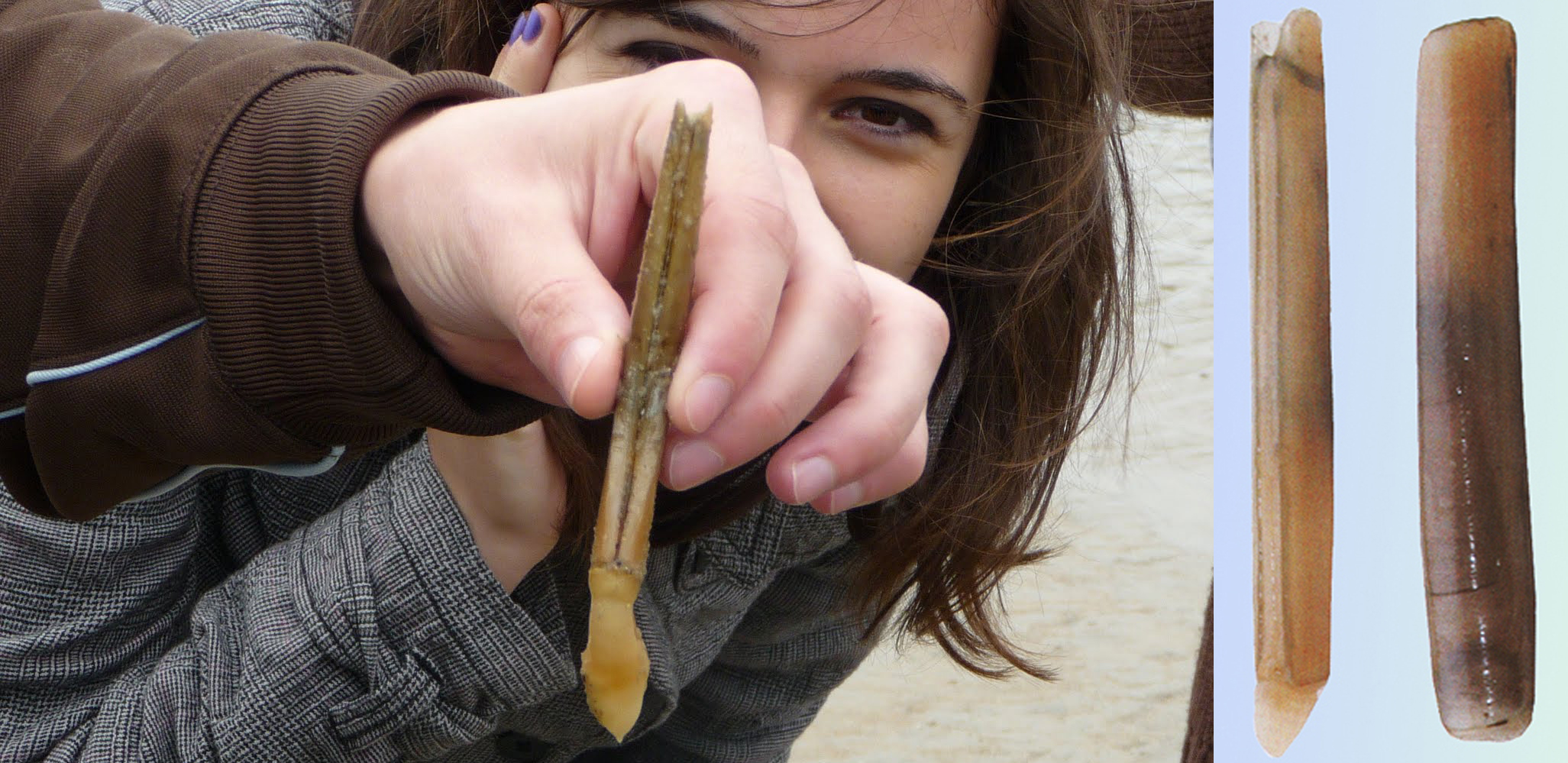 关于各种贝类的名字区别产地吃法下