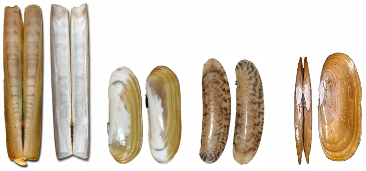 大刀蛏,小刀蛏,花刀蛏,太平洋刀蛏tips:滩涂上有孔洞,往洞里撒一些盐