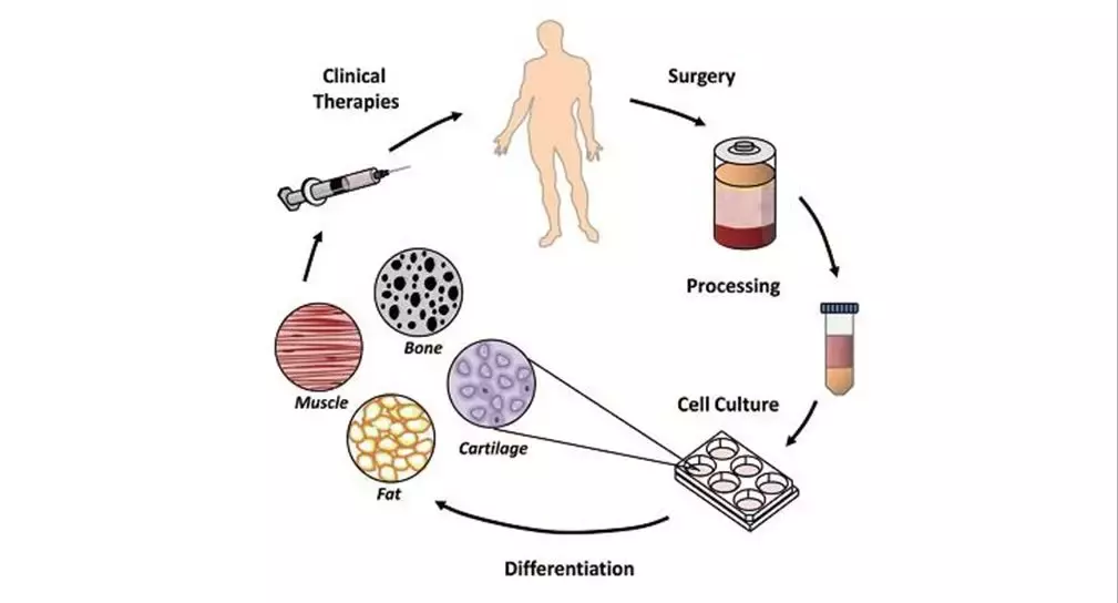 什么是干细胞关于干细胞，你应该知道什么