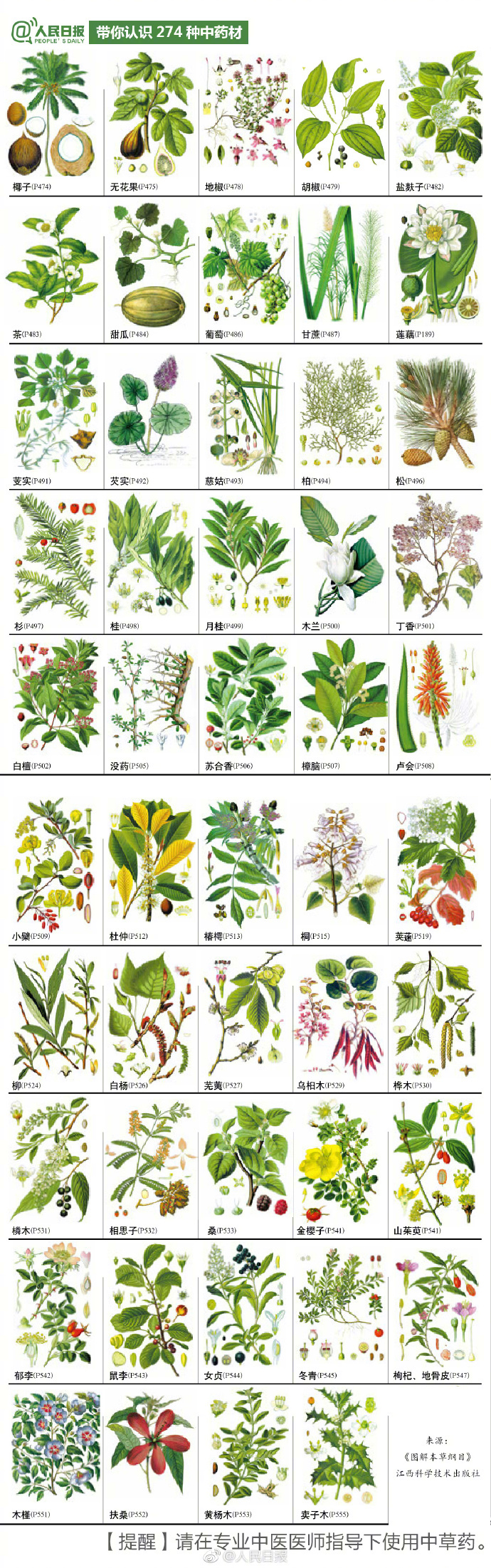 274种中草药材，你认识几个？-第9张图片-农百科