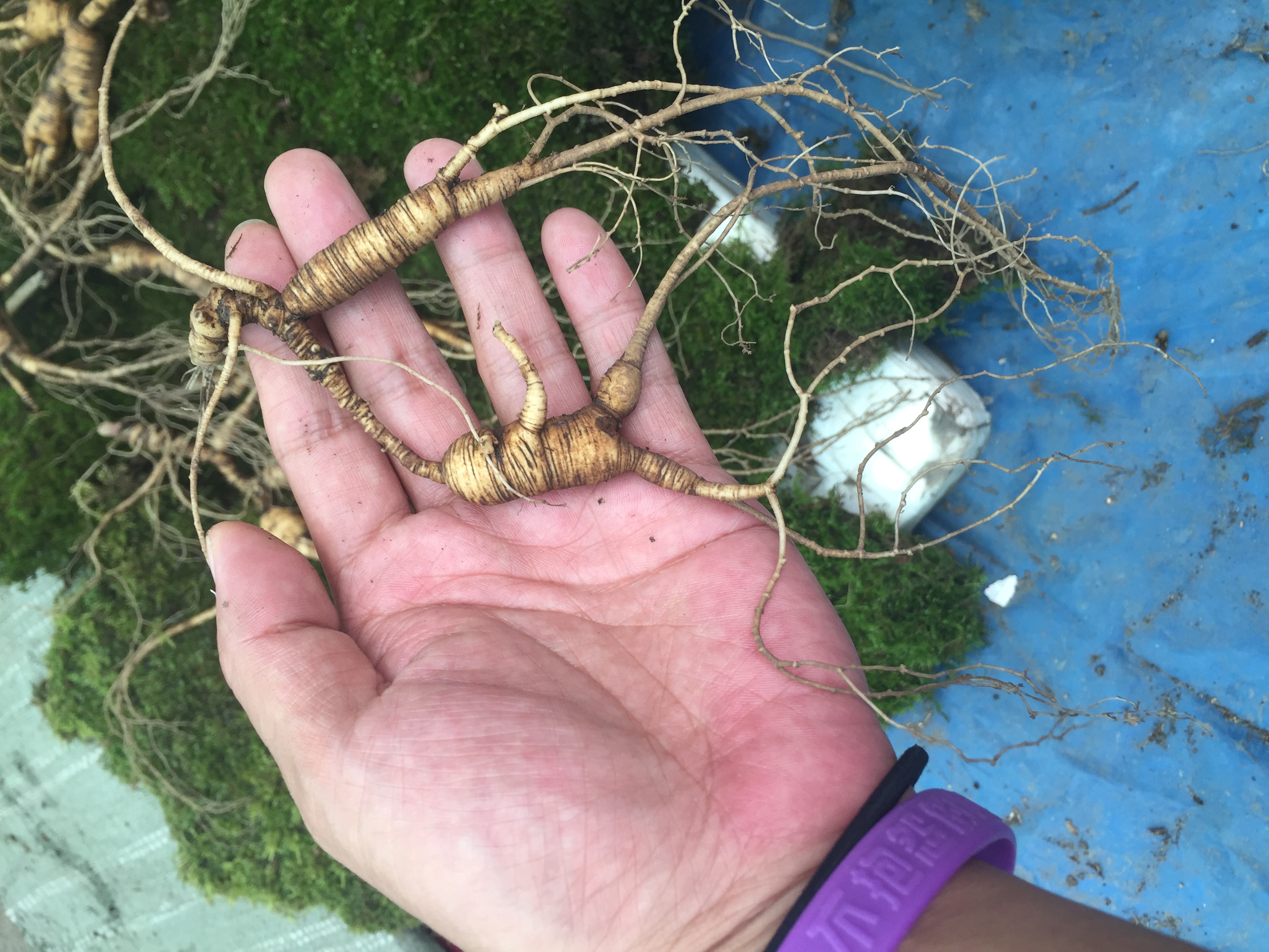 新鲜人参有什么品种,带大家认识东北三宝 