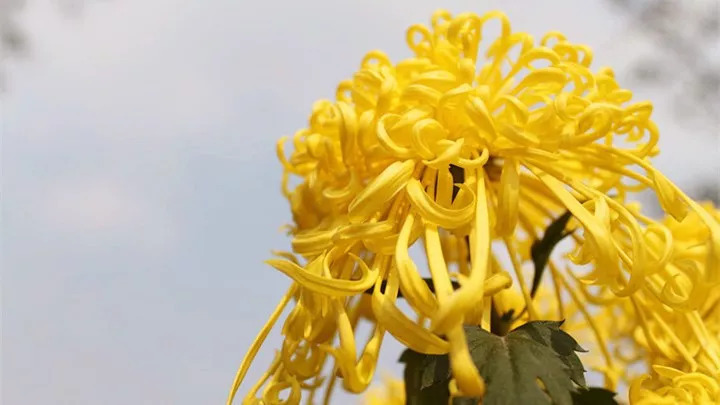 十大名花入诗词：一花一诗，惊艳千年！-第2张图片-非凡网