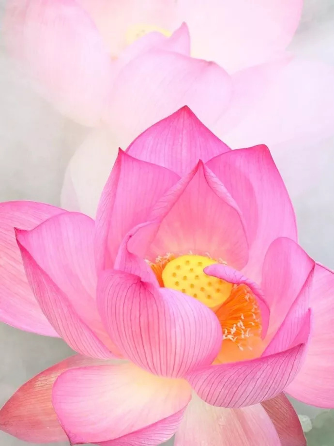 十大名花入诗词：一花一诗，惊艳千年！-第3张图片-非凡网