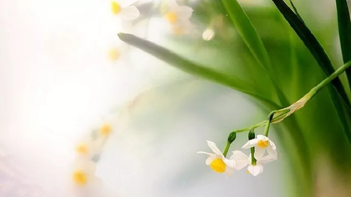 十大名花入诗词：一花一诗，惊艳千年！-第9张图片-非凡网
