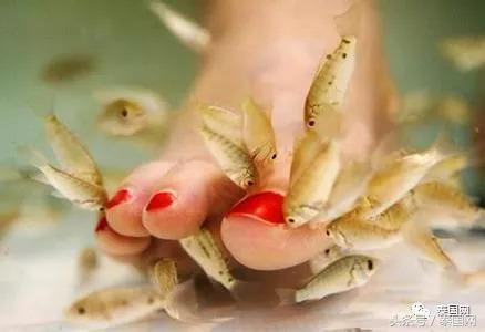 火遍全泰的這種“小魚(yú)啃腳Spa”，你可知有多大健康風(fēng)險(xiǎn)？
