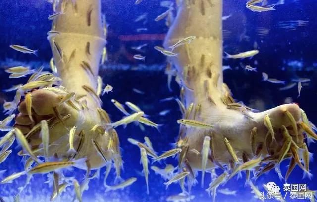 火遍全泰的這種“小魚(yú)啃腳Spa”，你可知有多大健康風(fēng)險(xiǎn)？