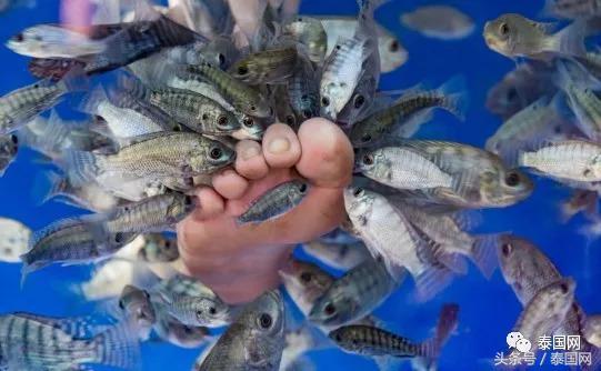 火遍全泰的這種“小魚(yú)啃腳Spa”，你可知有多大健康風(fēng)險(xiǎn)？