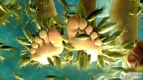 火遍全泰的這種“小魚(yú)啃腳Spa”，你可知有多大健康風(fēng)險(xiǎn)？
