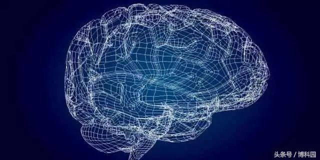 蛋白质“贩卖者”研究揭示对自闭症和大脑疾病的深入了解