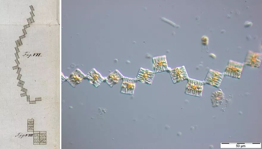 硅藻既不是动物，也不是植物，那它到底是什么？