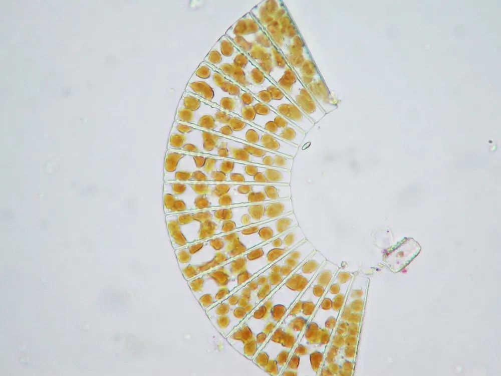 硅藻既不是动物也不是植物