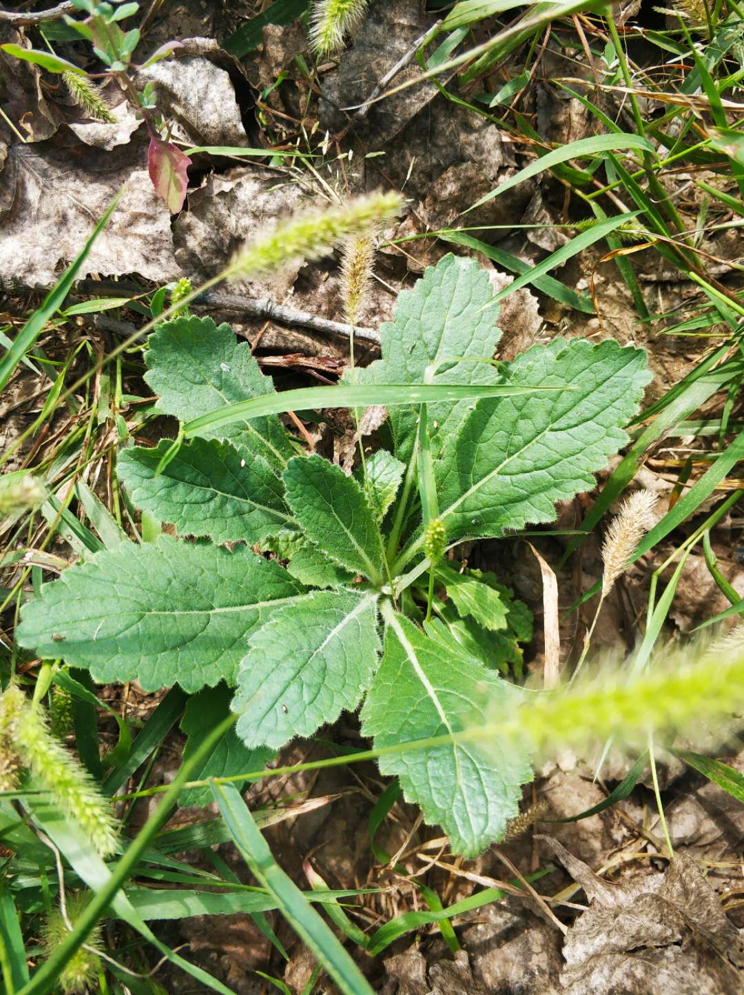 地黄是什么 地锦草的功效-诚智百科网