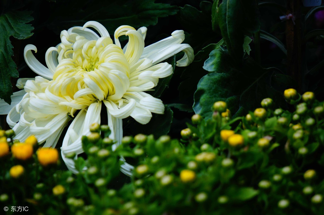 重阳赏菊时：待到重阳日，还来就菊花-第3张图片-诗句网