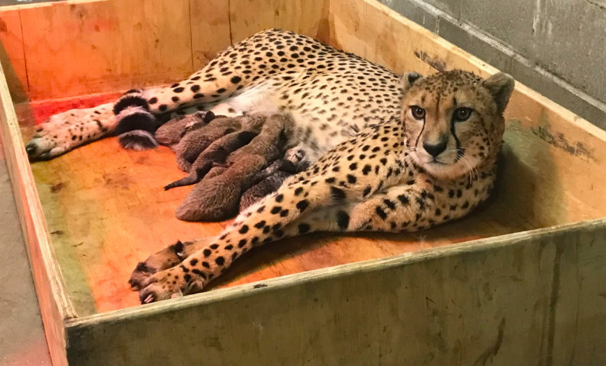 这只大猫真能干,一次产下8只幼崽,动物园