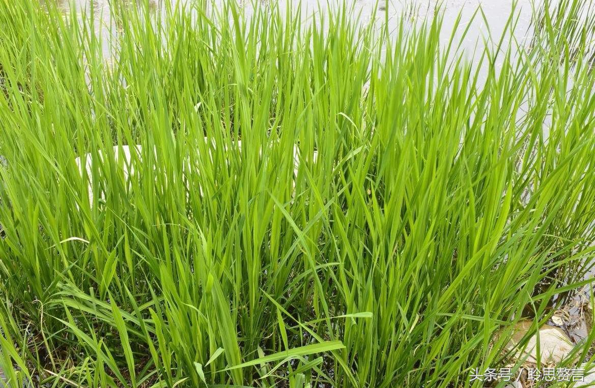 历代咏草诗词精选二十四首 恨如芳草，萋萋无数，凭栏总是销魂处-第9张图片-非凡网