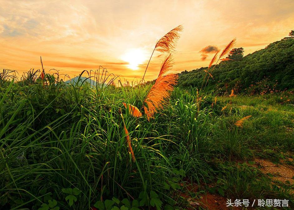 历代咏草诗词精选二十四首 恨如芳草，萋萋无数，凭栏总是销魂处-第11张图片-非凡网