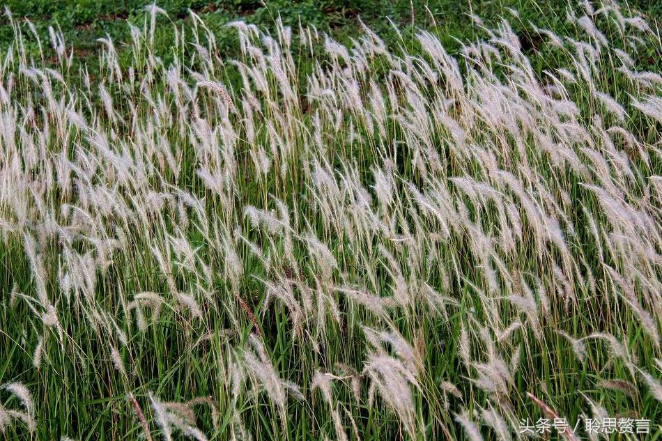 历代咏草诗词精选二十四首 恨如芳草，萋萋无数，凭栏总是销魂处-第25张图片-诗句网