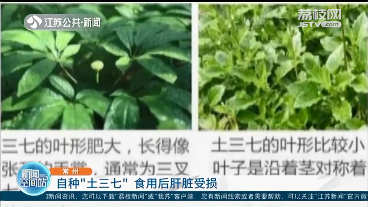 &ldquo;三七&rdquo;和&ldquo;土三七&rdquo;仅一字之差 几乎要了七旬大妈的命